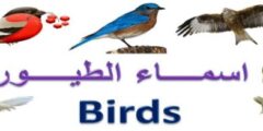 أسماء الطيور باللغة الإنجليزية و نطقها باللغة العربية